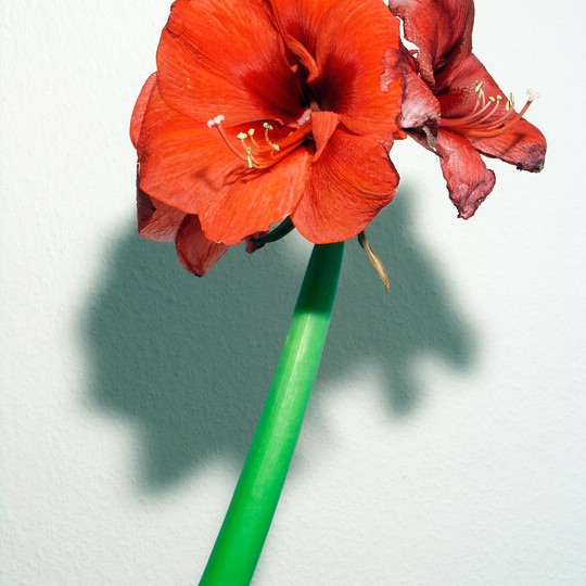Bild 40